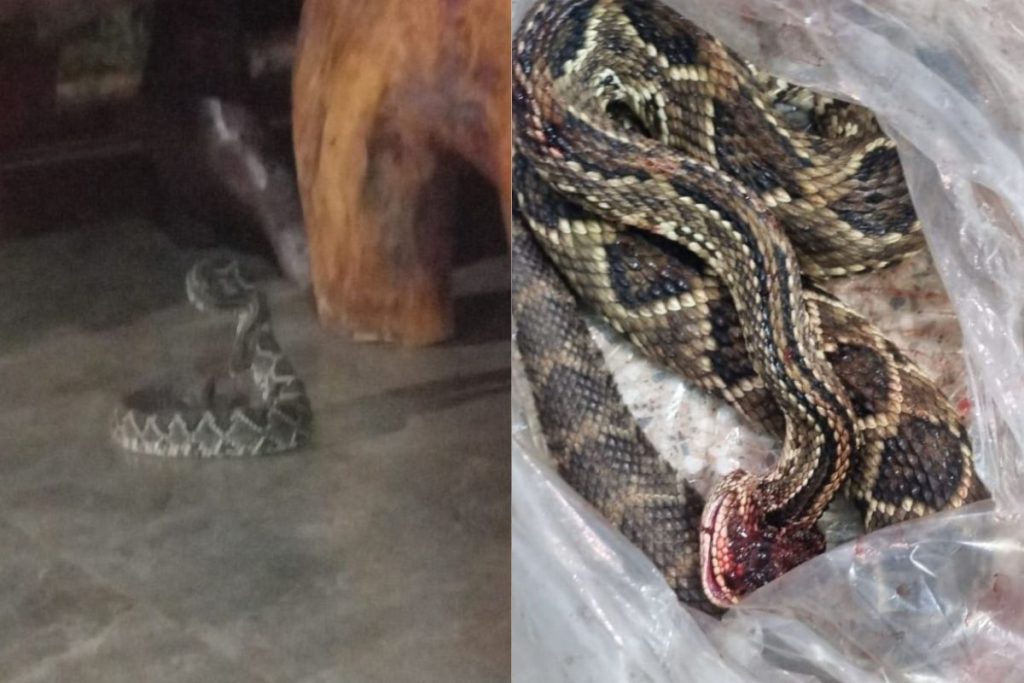 Alta de ataques de cobras em Anápolis acende alerta; especialista explica riscos