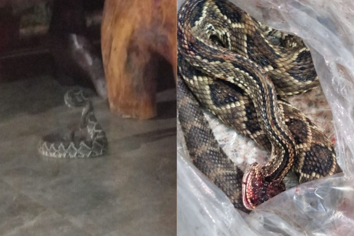 Alta de ataques de cobras em Anápolis acende alerta; especialista explica riscos