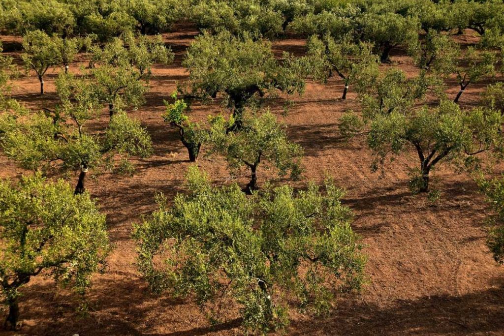 Com mais de 200 anos e custando mais de R$ 100 mil: oliveiras raras de luxo viram alvo de contrabando na fronteira entre Argentina e Brasil
