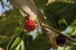 Fruta com gostinho da infância pode ser cultivada no quintal de casa e ajuda a fazer sombra