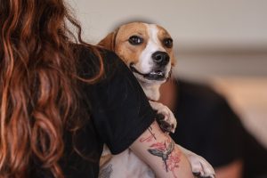 Gastos com cães e gatos poderão ser abatidos do Imposto de Renda, segundo projeto