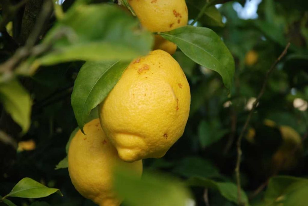 O pé de fruta que não faz sujeira e é ideal para cultivar em apartamento