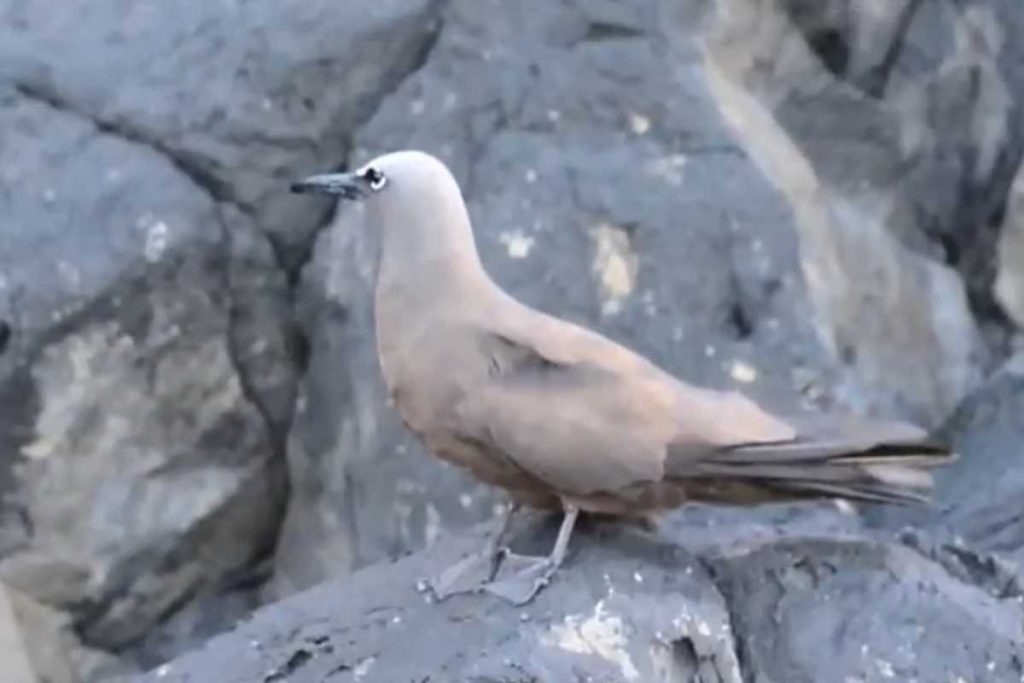 Ave rara registrada no Brasil chama atenção de pesquisadores
