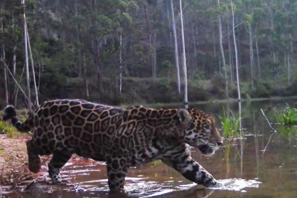 Espécie rara de onça-pintada volta a ser registrada depois de duas décadas