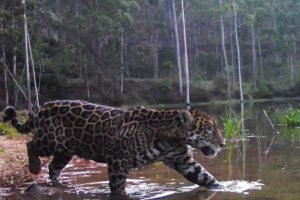 Espécie rara de onça-pintada volta a ser registrada depois de duas décadas