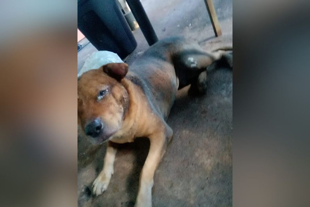 Morre cãozinho que teve corpo incendiado em Aparecida de Goiânia