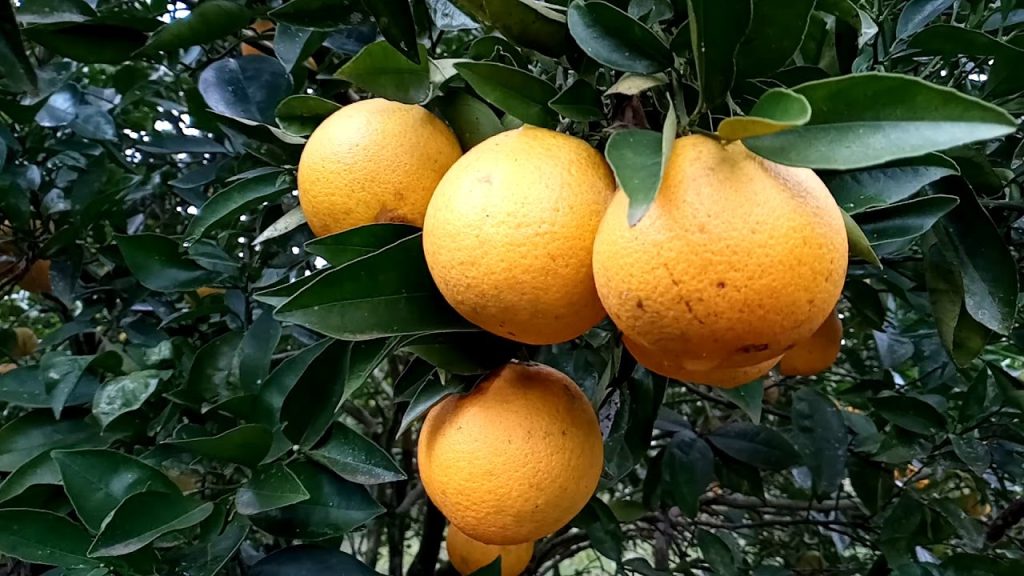 Conheça Araraquara, a Capital da Laranja, cidade do interior de SP que atrai moradores pela qualidade de vida e economia forte.