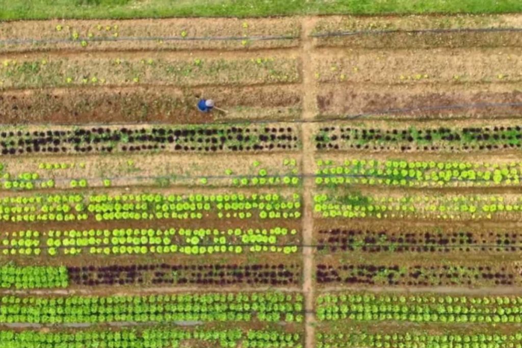 Cantor troca terreno vazio por plantação com 11 mil mudas e passa a fornecer alimentos fresco para creches e escolas todos os dias