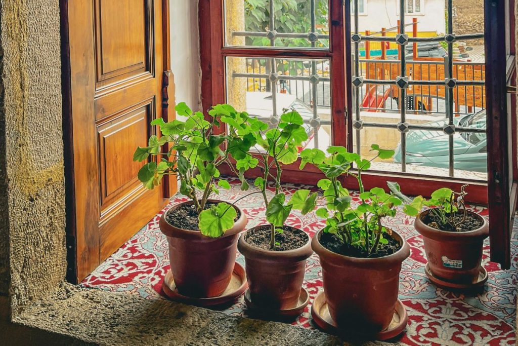 Hortaliça de folhas que é uma delícia