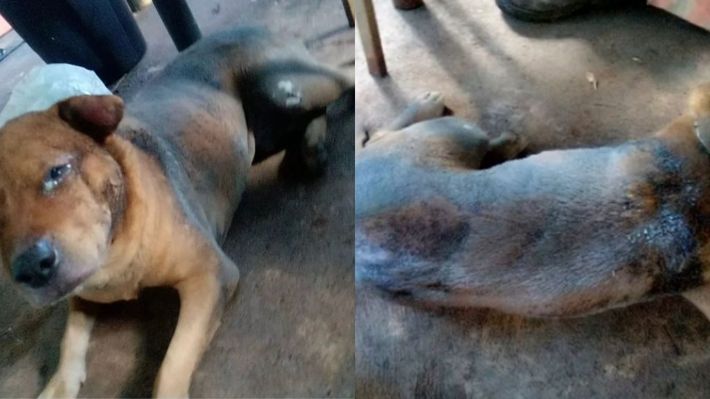 Cãozinho Rolley morreu após ser incendiado com gasolina em Aparecida de Goiânia.