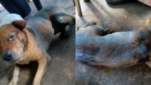 Cãozinho Rolley morreu após ser incendiado com gasolina em Aparecida de Goiânia.