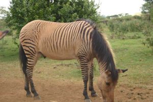 Cruzamento de zebra com égua: brasileiro foi o primeiro no mundo a criar o híbrido que puxava carruagens