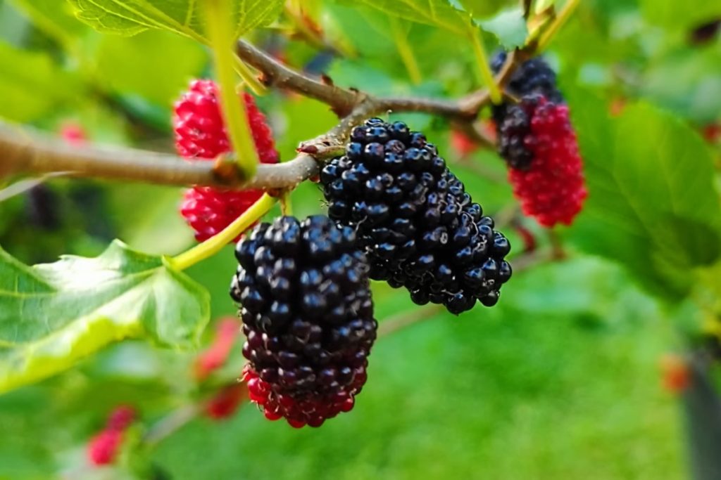 A fruta com gostinho de infância que é excelente para ser cultivada em quintal pequeno