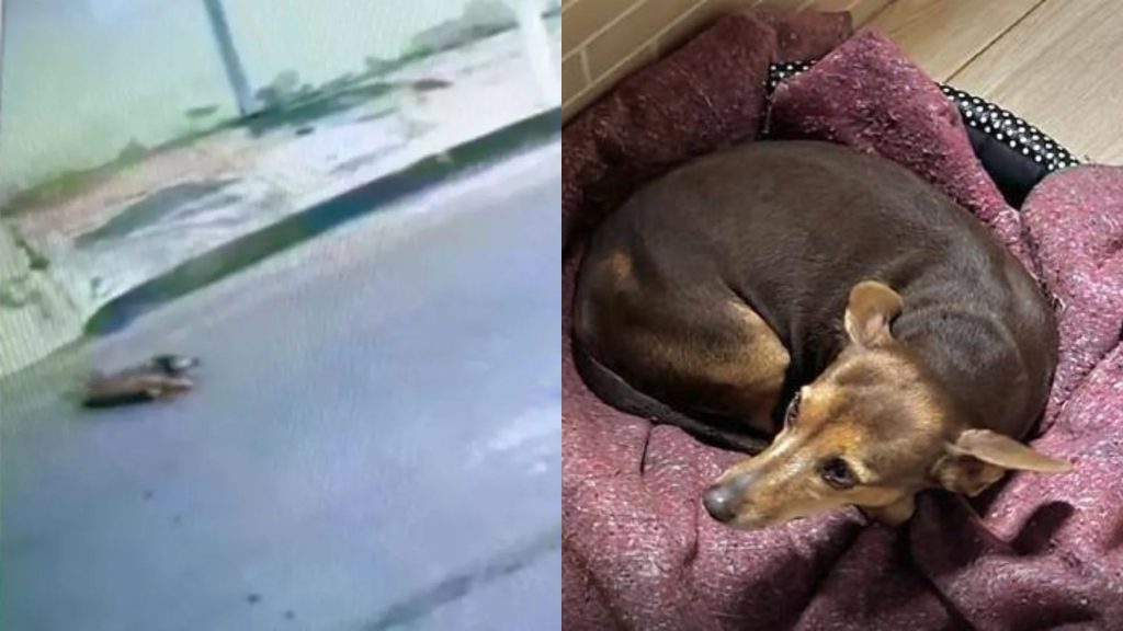 Cachorrinho foi agredido com pedaço de madeira em Nerópolis.
