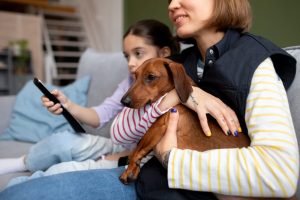 Guarda compartilhada de pets