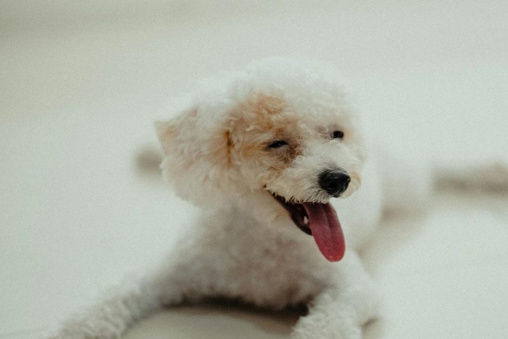 O que significa quando seu cachorro pisca lentamente