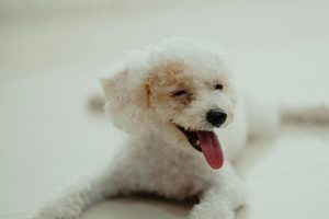 O que significa quando seu cachorro pisca lentamente