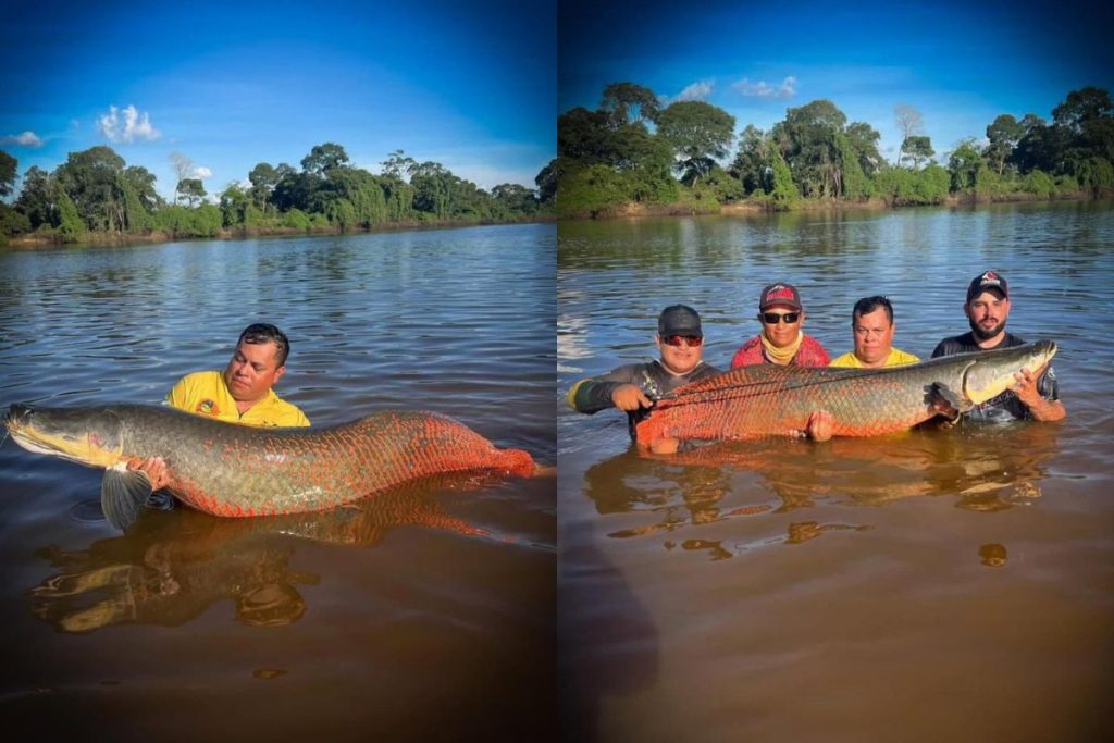 Pirarucu de 2 metros e 100 kg é fisgado por guias de pesca no Rio Araguaia