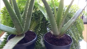 Veja como usar babosa na pele e no cabelo com um truque natural, simples e barato usando aloe vera em casa.