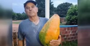 Mamão gigante no Paraná surpreende produtores e levanta debate sobre adaptação e manejo no cultivo