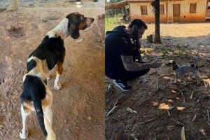 Cães são resgatados de situação extrema de desnutrição e abandono no interior de Goiás