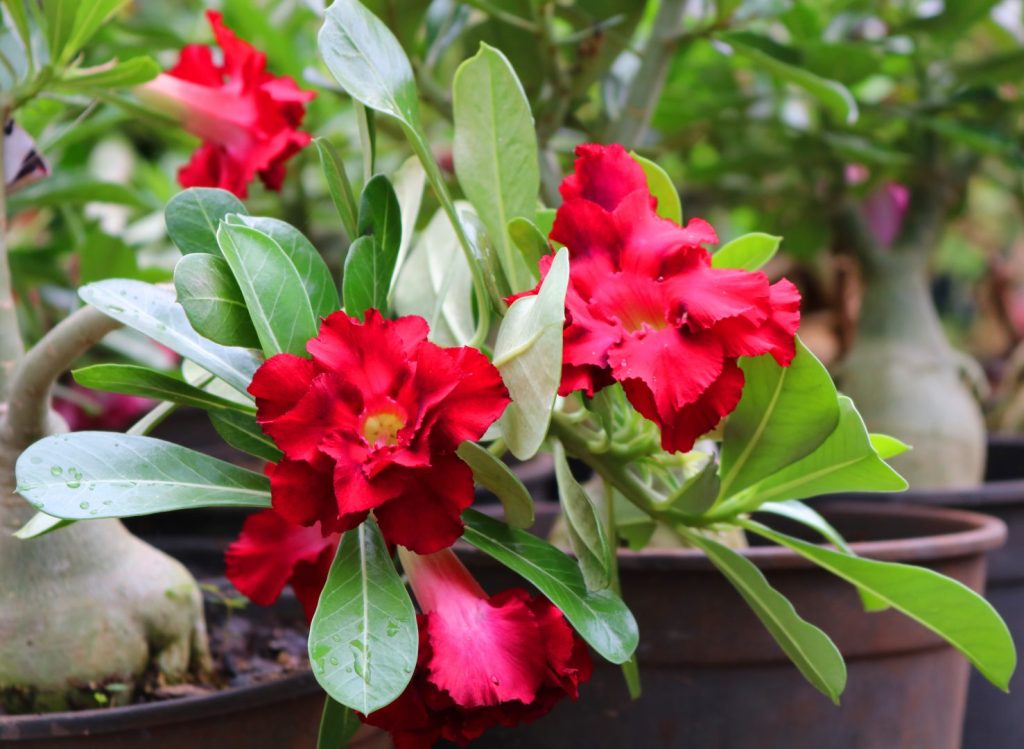 Mudas a partir de R$ 2 são o destaque desta edição da Expoflora. (Foto: Reprodução)