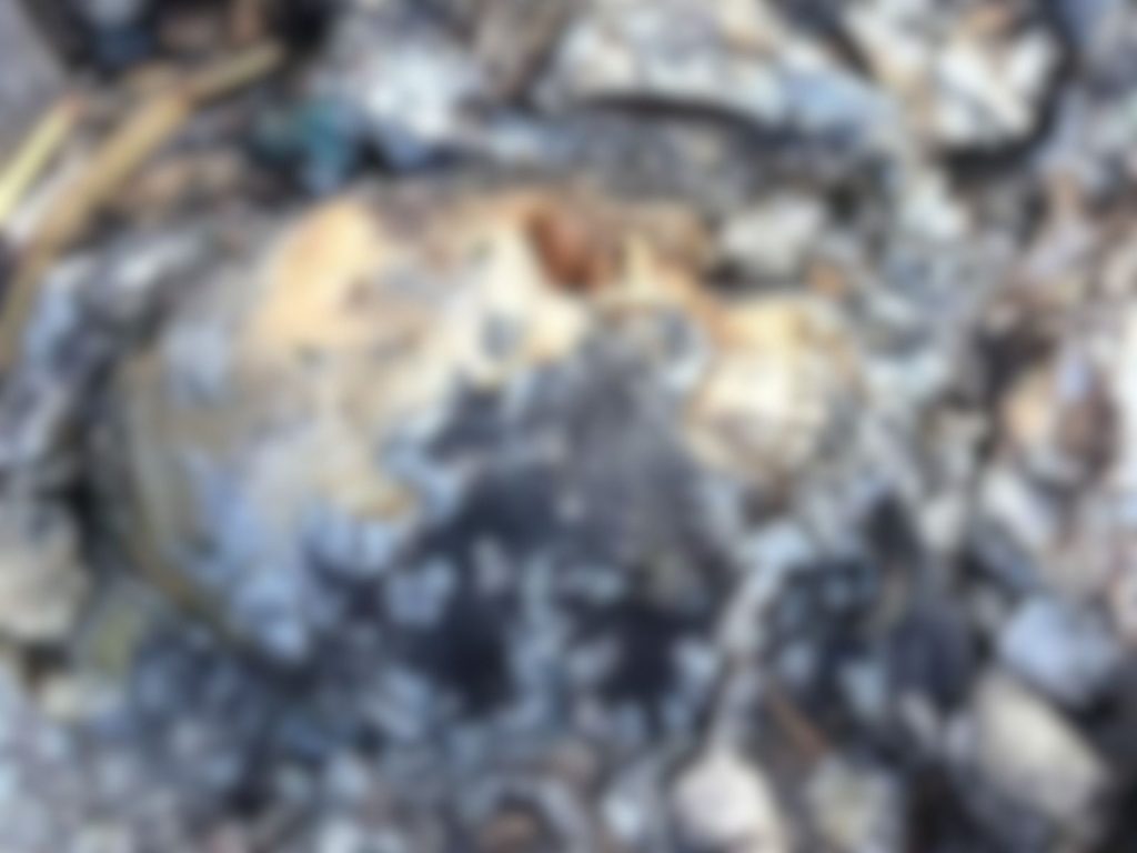 Cabeça humana foi encontrada já em avançado estado de decomposição. (Foto: Reprodução)