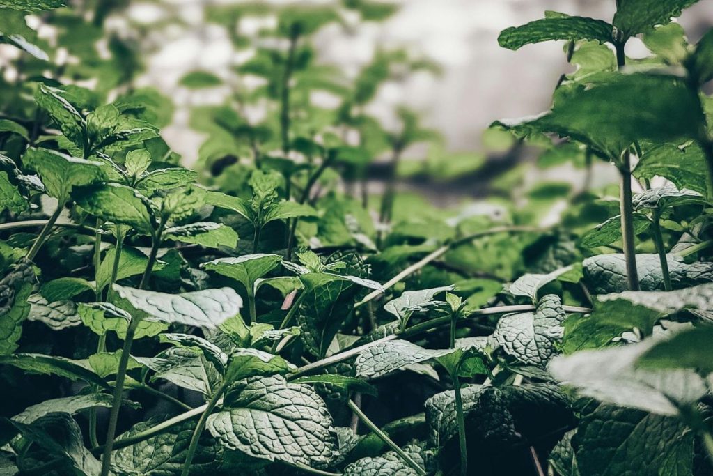 plantas que ajudam a afastar cobras