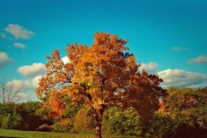 Conheça a árvore perfeita para o outono