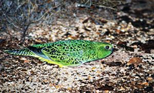 Após 100 anos, ave rara e belíssima dada como extinta é redescoberta