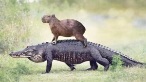 Por que os crocodilos não comem capivaras?
