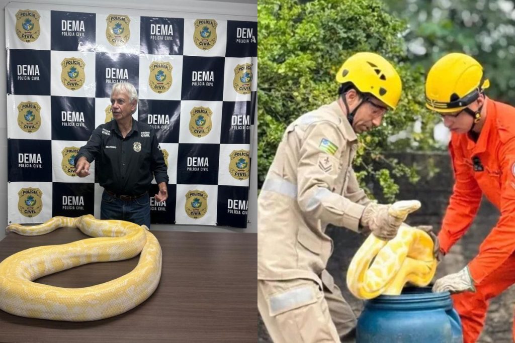 Cobra píton de quase 5 metros é apreendida por falta de licença em Goiás