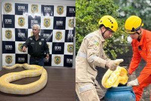 Cobra píton de quase 5 metros é apreendida por falta de licença em Goiás