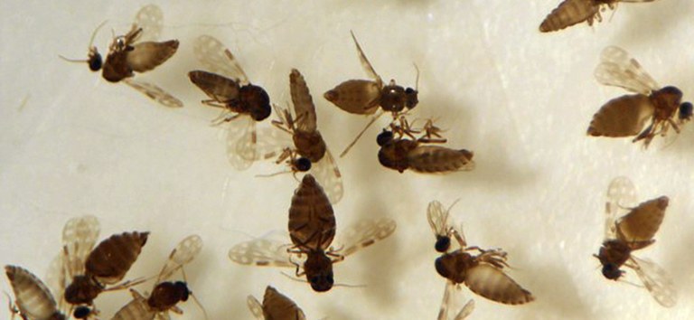 Inseto Culicoides paraensis, conhecido como maruim ou mosquito-pólvora, é o principal vetor da febre Oropouche. (Foto: Coleção de Ceratopogonidae do IOC/Fiocruz)