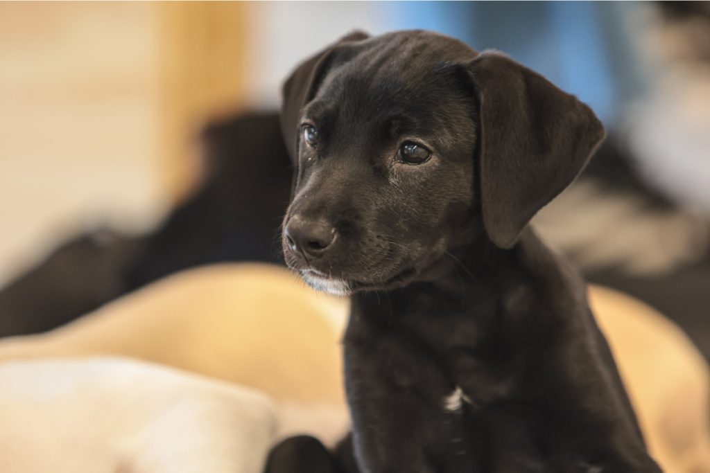Mutirões gratuitos de castração devem atender quase 5 mil cães e gatos em nova etapa do Pro Pet SP