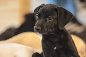 Mutirões gratuitos de castração devem atender quase 5 mil cães e gatos em nova etapa do Pro Pet SP