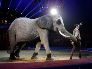 Não há espaço para retrocesso: animais não pertencem a circos