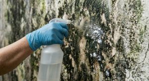 Como tirar mofo da parede depende de eliminar o fungo por completo