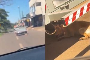 cachorro sendo arrastado