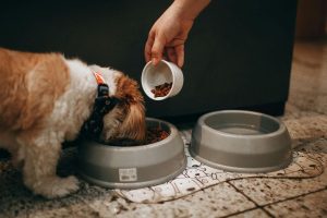 erro na hora de alimentar seu cachorro