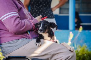 Prefeitura de Anápolis abre cadastro para castração gratuita de cães e gatos