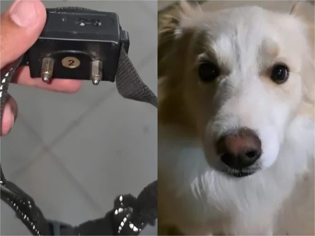 Tutor acusa hotel pet em Brasília de usar coleira de choque em seu cachorro