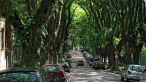 Não é na Europa, nem nos Estados Unidos: a rua mais bonita do mundo fica no Brasil e encanta todos que passam por ela