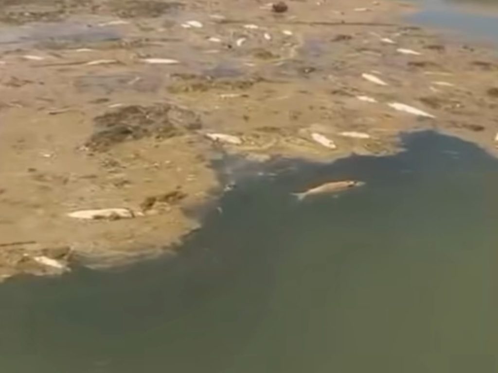 Centenas de peixes mortos são encontrados no Lago Serra da Mesa e assustam pescadores