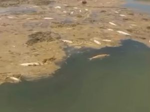 Centenas de peixes mortos são encontrados no Lago Serra da Mesa e assustam pescadores