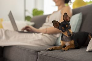Veja 6 melhores raças de cachorro para quem mora sozinho, segundo veterinários, e descubra qual combina com sua rotina.