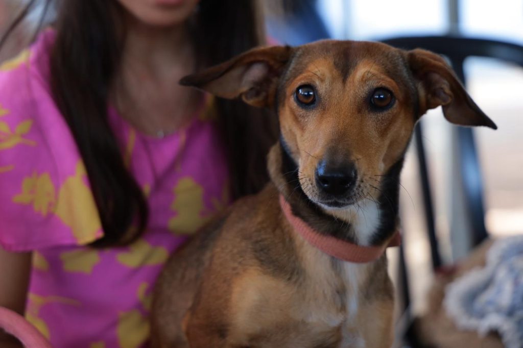 Cachorro durante ação de castração.
