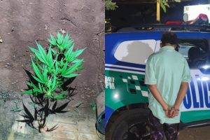 Filho agride e ameaça matar a mãe após briga por pé de maconha em Aparecida de Goiânia