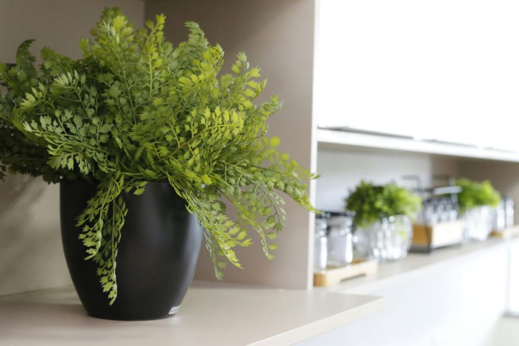 planta ideal para ter em casa