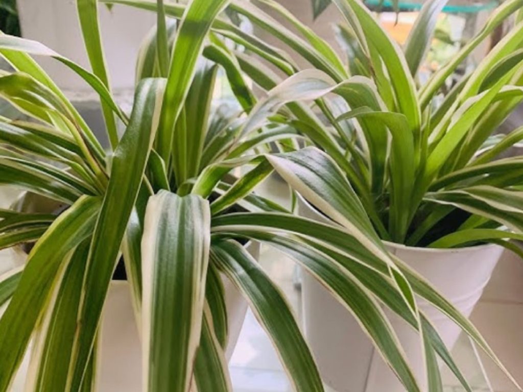A planta que purifica o ar de casa e que pode até crescer num copinho de iogurte